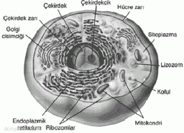 hayvan hücresi
